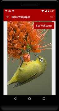 Birds Wallpaper screenshot 4