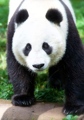 Panda Wallpaper - Cute Panda Wallpapers 🐼 screenshot 1