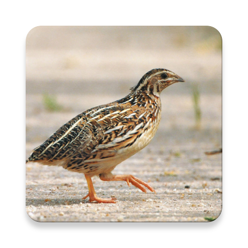 Quail Bird Sounds ~ Sclip.app icon