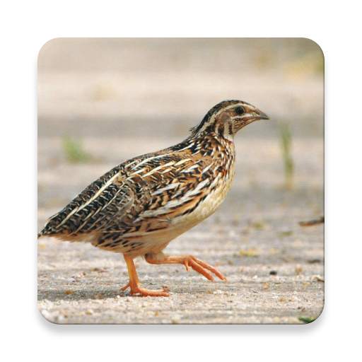 Quail Bird Sounds ~ Sclip.app 1.0.2