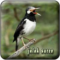 Jalak Suren Gacor Offline logo