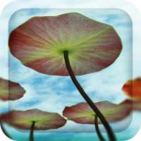 3D Water Lilies Live Wallpaper