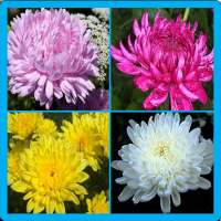 Chrysanthemum Memory Game logo