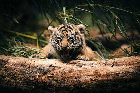 Tiger HD Wallpaper screenshot 8
