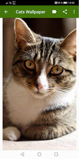 Cats Wallpapers screenshot 12