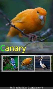 Bird Sounds & Ringtones screenshot 6
