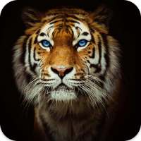 Tiger Sounds