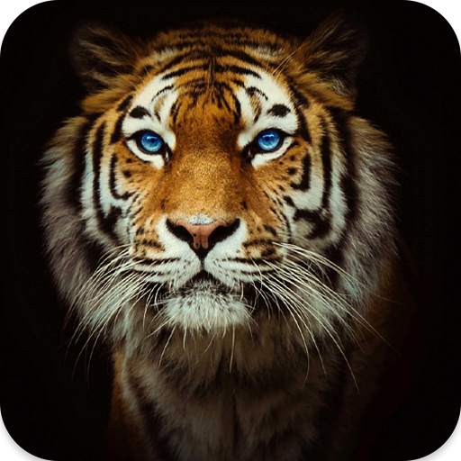 Tiger Sounds 1.5