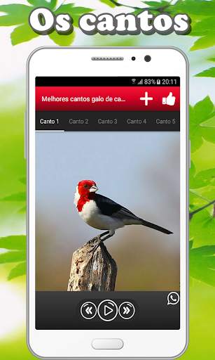 Song of galo de campina screenshot 1