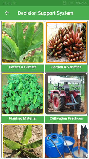 Banana Expert System screenshot 3