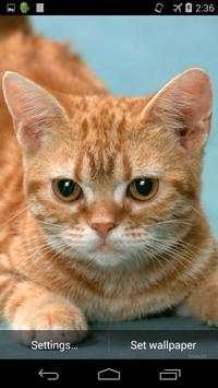 Ginger Cat Live Wallpaper screenshot 3