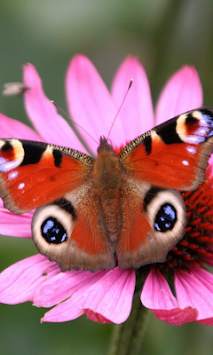 Butterfly 3d Wallpapers screenshot 1