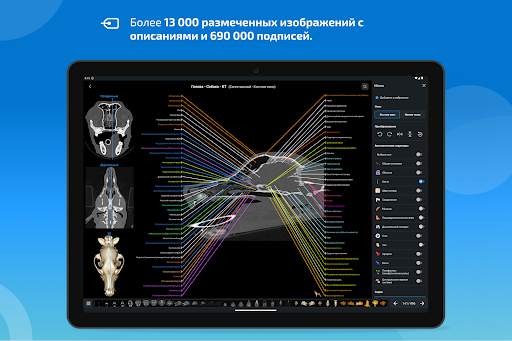 vet-Anatomy скриншот 10
