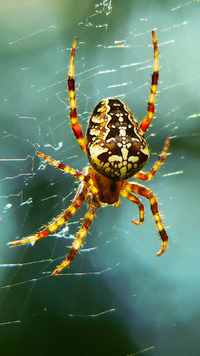 Spider Wallpapers screenshot 20