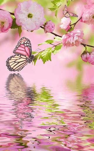 Pink Butterfly Live Wallapper screenshot 1
