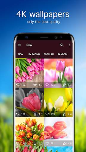 Tulip Wallpapers 4K screenshot 1