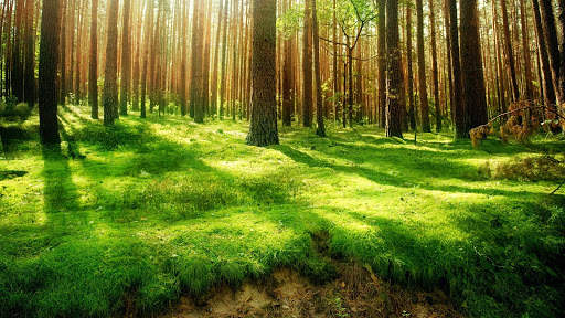 Nature Live Wallpaper : 7fon & LWP screenshot 6
