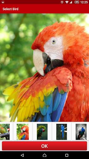 Birds Live Wallpaper FREE screenshot 5