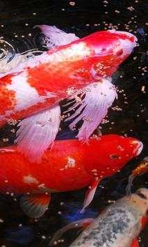 Koi Live Wallpaper screenshot 3