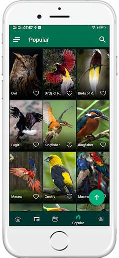 1000+ Birds Wallpapers 4K HD screenshot 4