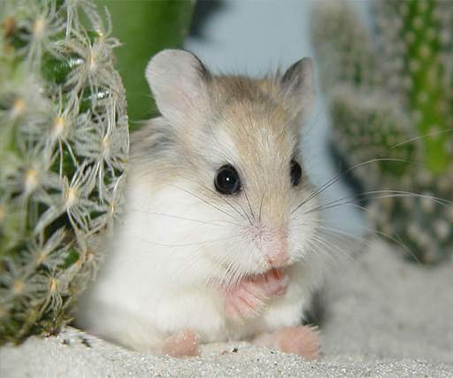 Hamster Live Wallpaper screenshot 4