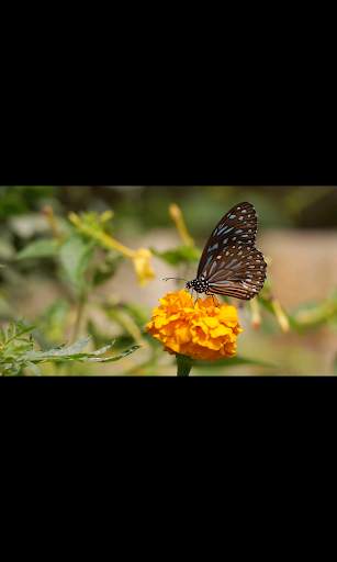 DinamicMidia Media Player screenshot 2