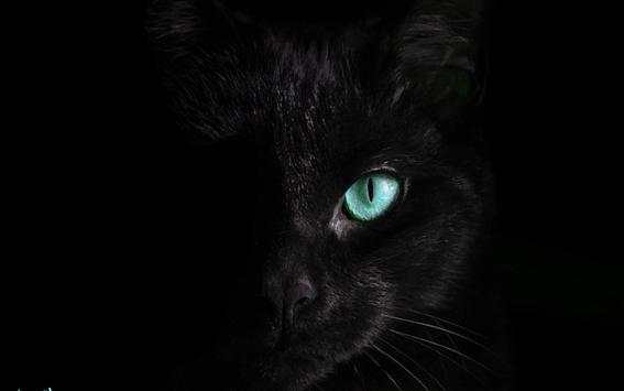 Black Cat Live Wallpaper screenshot 10