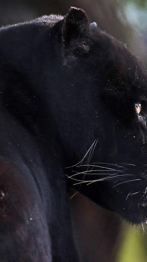 Panther Wallpapers: backgrounds hd screenshot 5