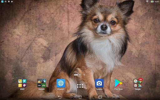 Chihuahua live wallpaper screenshot 4