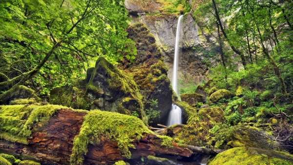 Jungle Live Wallpaper : 7fon & LWP screenshot 13