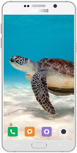 Turtle Wallpaper HD screenshot 3