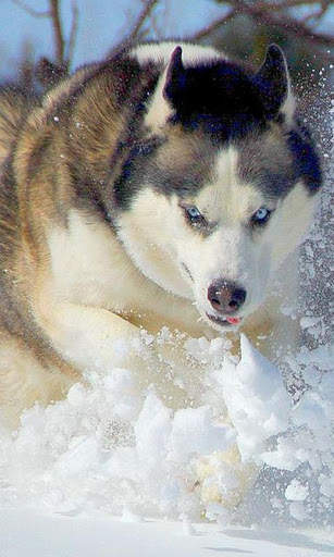 Alaskan Malamutes Puzzle screenshot 3