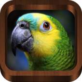 Bird Sounds, Calls, Songs & Ringtones 2.3.6