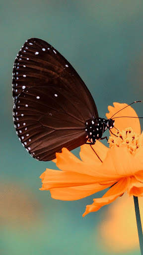 Butterfly Wallpapers HD & 4k Backgrounds screenshot 5