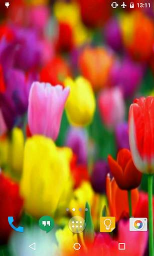 Tulips Live Wallpaper screenshot 3