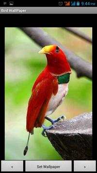 Birds Wallpapers HD Cards screenshot 5