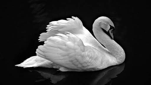 Swan Live Wallpaper : 7fon & LWP screenshot 5