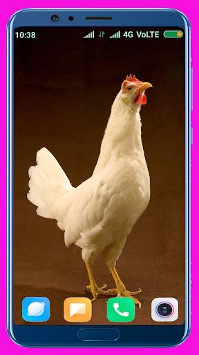 Chicken Wallpaper Best 4K screenshot 1