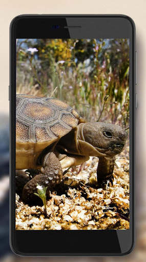 Turtles Best Live Wallpaper screenshot 2