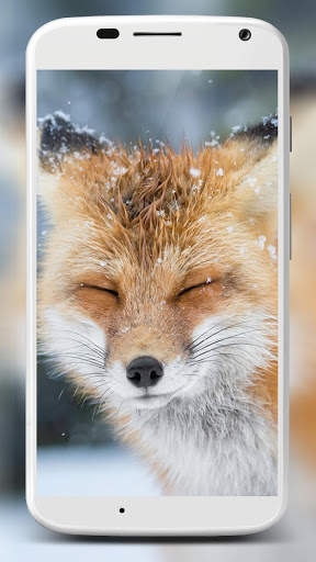Fox Wallpaper HD 6 تصوير الشاشة