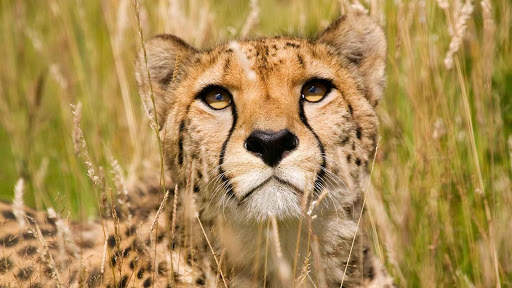 Cheetah Wallpapers : backgrounds hd screenshot 23