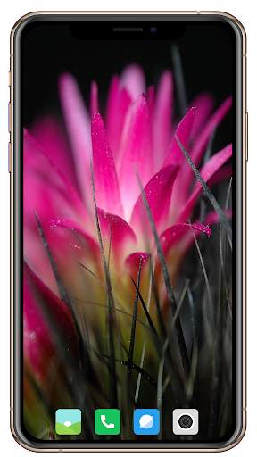 Cactus Flowers Wallpaper screenshot 5