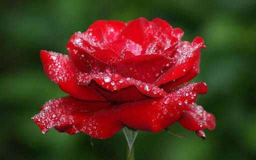 Rose Wallpaper screenshot 5
