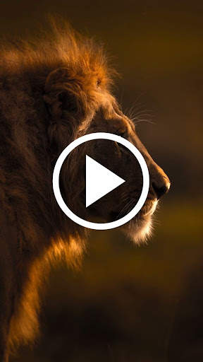 Animal Video Wallpaper screenshot 3