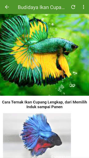 Ikan Hias Cupang screenshot 3