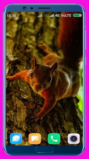 Squirrel Wallpaper screenshot 15