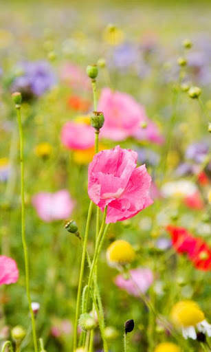 Flowers Live Wallpaper screenshot 3