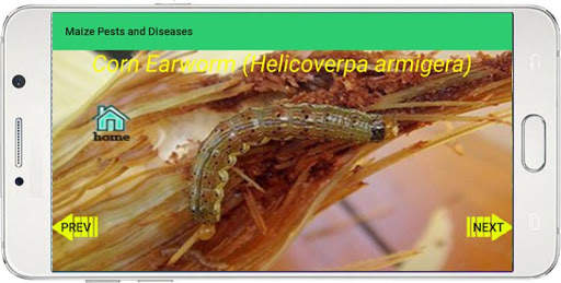 Maize Pests and Diseases screenshot 3