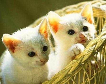Kittens Jigsaw Puzzles screenshot 3