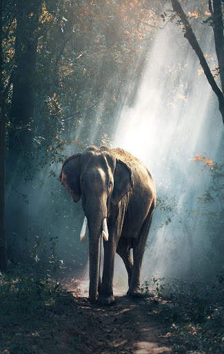Elephant Wallpaper 6 تصوير الشاشة
